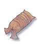 Earthworm Peeling