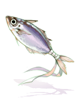 Greater Mackerel Talisman