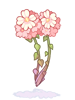 C Persica
