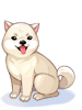 C Kishu Dog