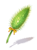 Paradise Foxtail