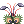 Drosera Hairpin