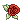 Lush Rose