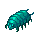 Faceworm Larva
