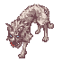 Coyote